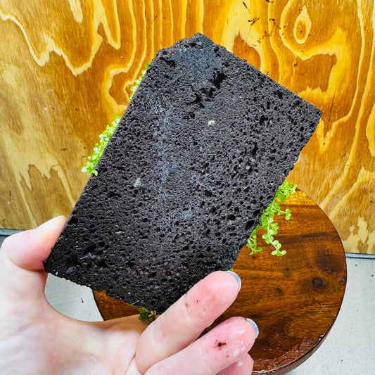 Scapeshop.com.au One Only Lava Rock Tile with Micranthemum 'Takashi Carpet' One Only Tile A Lava Rock Tile with Micranthemum 'Takashi Carpet' One Only Tile A