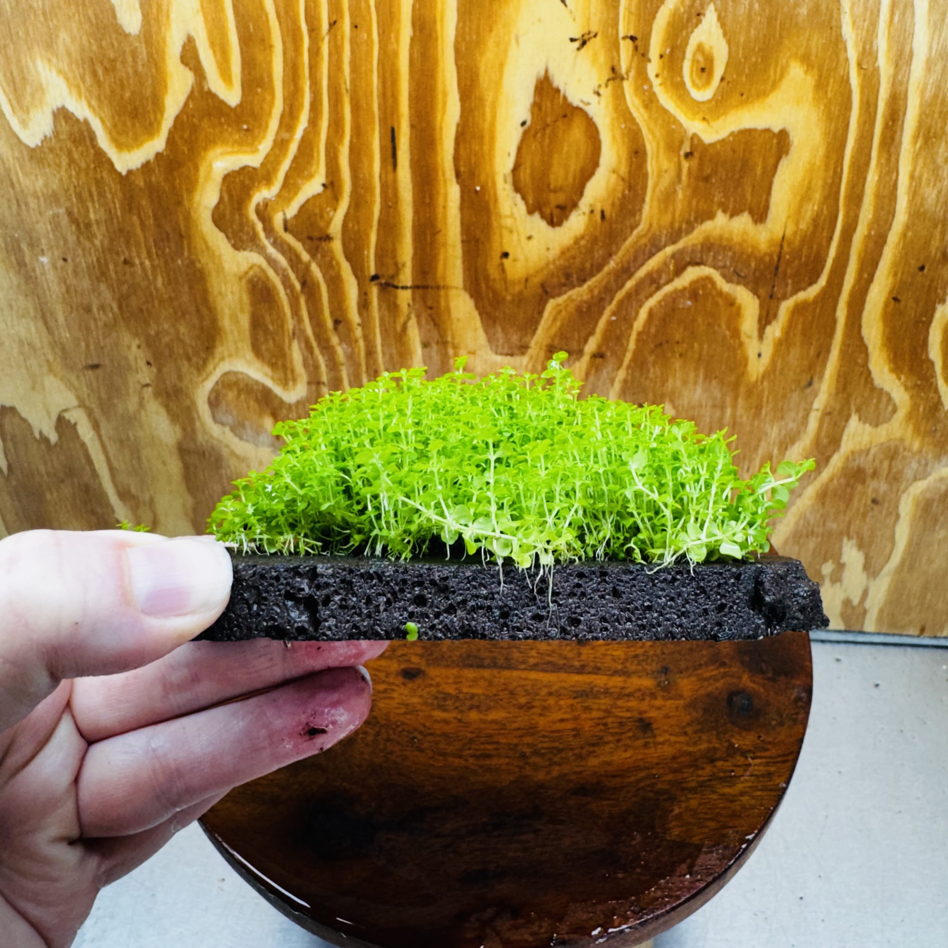 Scapeshop.com.au One Only Lava Rock Tile with Micranthemum 'Takashi Carpet' One Only Tile A Lava Rock Tile with Micranthemum 'Takashi Carpet' One Only Tile A