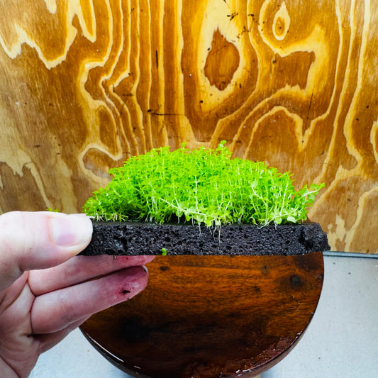 Scapeshop.com.au One Only Lava Rock Tile with Micranthemum 'Takashi Carpet' One Only Tile A Lava Rock Tile with Micranthemum 'Takashi Carpet' One Only Tile A