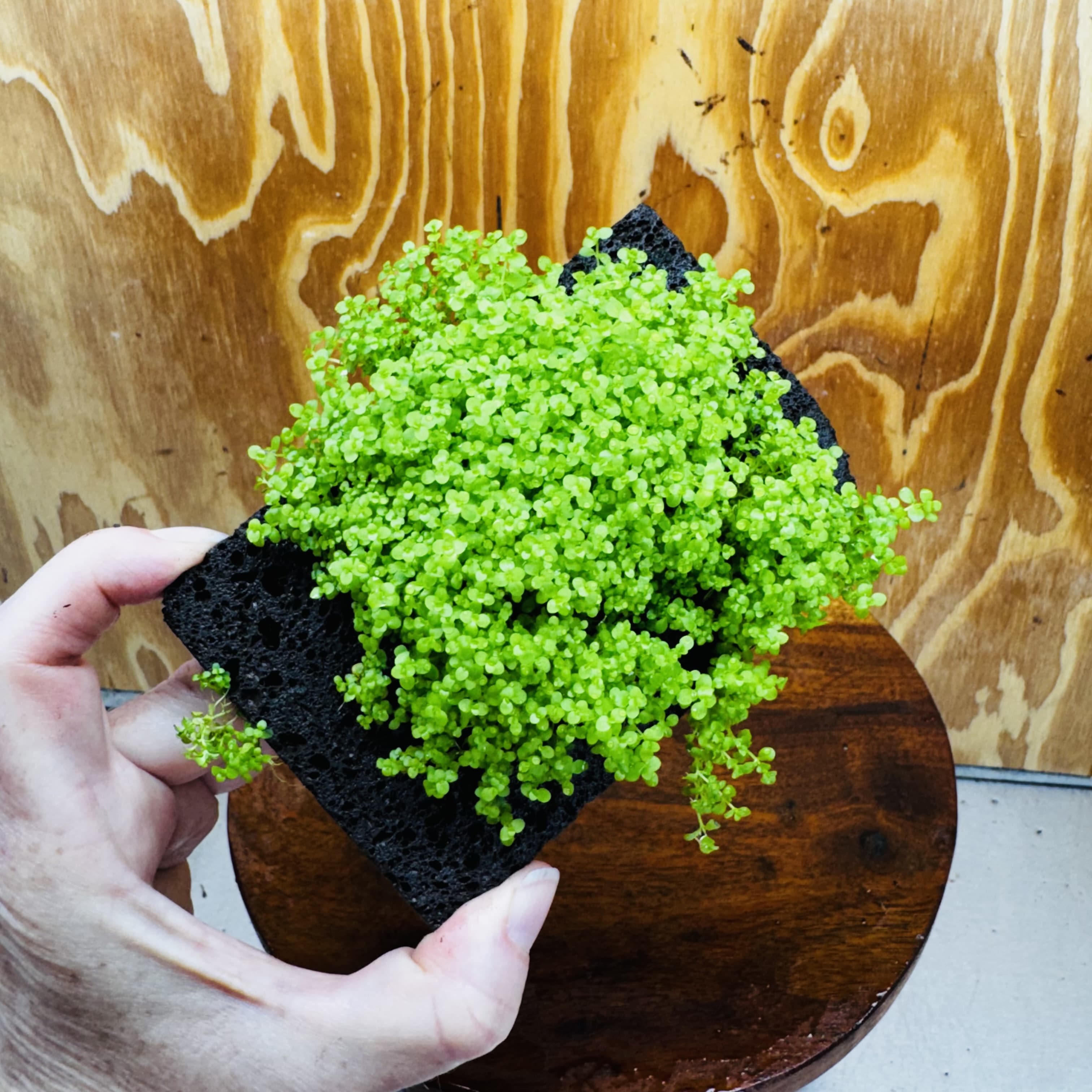 Scapeshop.com.au One Only Lava Rock Tile with Micranthemum 'Takashi Carpet' One Only Tile A Lava Rock Tile with Micranthemum 'Takashi Carpet' One Only Tile A