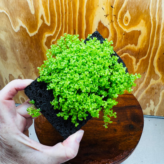 Scapeshop.com.au One Only Lava Rock Tile with Micranthemum 'Takashi Carpet' One Only Tile A Lava Rock Tile with Micranthemum 'Takashi Carpet' One Only Tile A