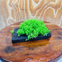 Scapeshop.com.au One Only Lava Rock Tile with Micranthemum 'Takashi Carpet' One Only Tile A Lava Rock Tile with Micranthemum 'Takashi Carpet' One Only Tile A