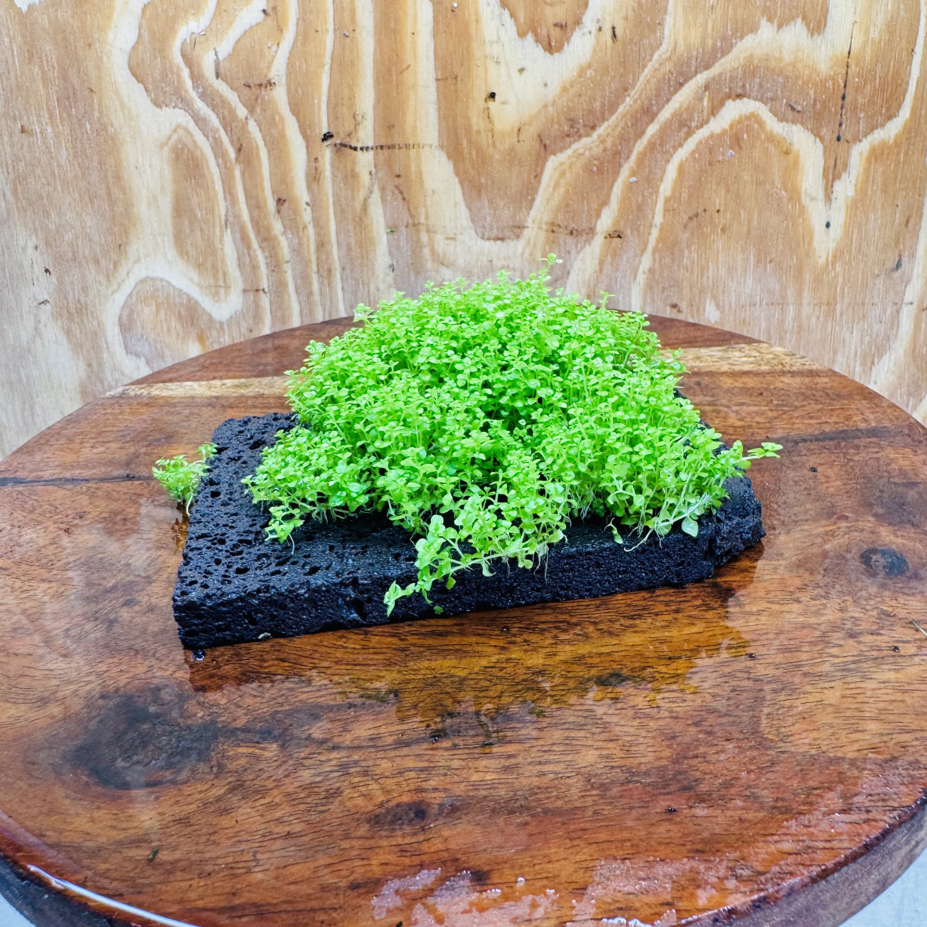 Scapeshop.com.au One Only Lava Rock Tile with Micranthemum 'Takashi Carpet' One Only Tile A Lava Rock Tile with Micranthemum 'Takashi Carpet' One Only Tile A