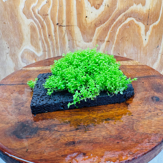 Scapeshop.com.au One Only Lava Rock Tile with Micranthemum 'Takashi Carpet' One Only Tile A Lava Rock Tile with Micranthemum 'Takashi Carpet' One Only Tile A