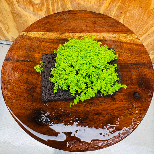 Scapeshop.com.au One Only Lava Rock Tile with Micranthemum 'Takashi Carpet' One Only Tile A Lava Rock Tile with Micranthemum 'Takashi Carpet' One Only Tile A