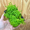 Scapeshop.com.au One Only Lava Rock Tile with Micranthemum 'Takashi Carpet' One Only Tile A Lava Rock Tile with Micranthemum 'Takashi Carpet' One Only Tile A