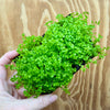 Scapeshop.com.au One Only Lava Rock Tile with Micranthemum 'Takashi Carpet' One Only Tile C Lava Rock Tile with Micranthemum 'Takashi Carpet' One Only Tile C