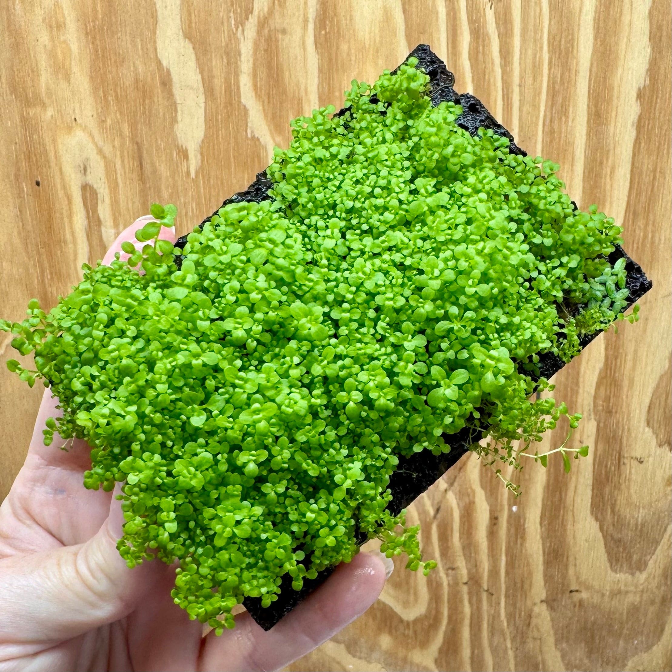 Scapeshop.com.au One Only Lava Rock Tile with Micranthemum 'Takashi Carpet' One Only Tile F Lava Rock Tile with Micranthemum 'Takashi Carpet' One Only Tile F