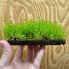 Scapeshop.com.au One Only Lava Rock Tile with Micranthemum 'Takashi Carpet' One Only Tile G Lava Rock Tile with Micranthemum 'Takashi Carpet' One Only Tile G