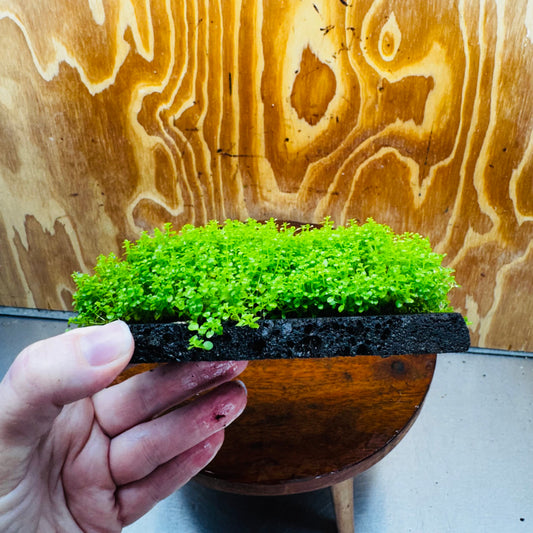 Scapeshop.com.au One Only Lava Rock Tile with Micranthemum 'Takashi' One Only Tile C Lava Rock Tile with Micranthemum 'Takashi' One Only Tile C