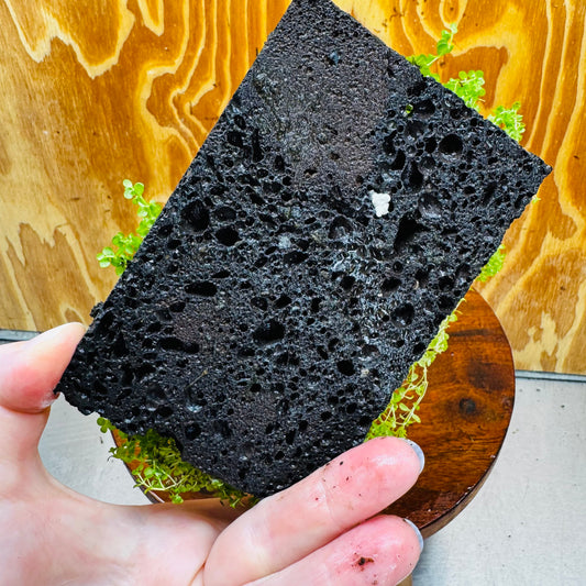 Scapeshop.com.au One Only Lava Rock Tile with Micranthemum 'Takashi' One Only Tile C Lava Rock Tile with Micranthemum 'Takashi' One Only Tile C