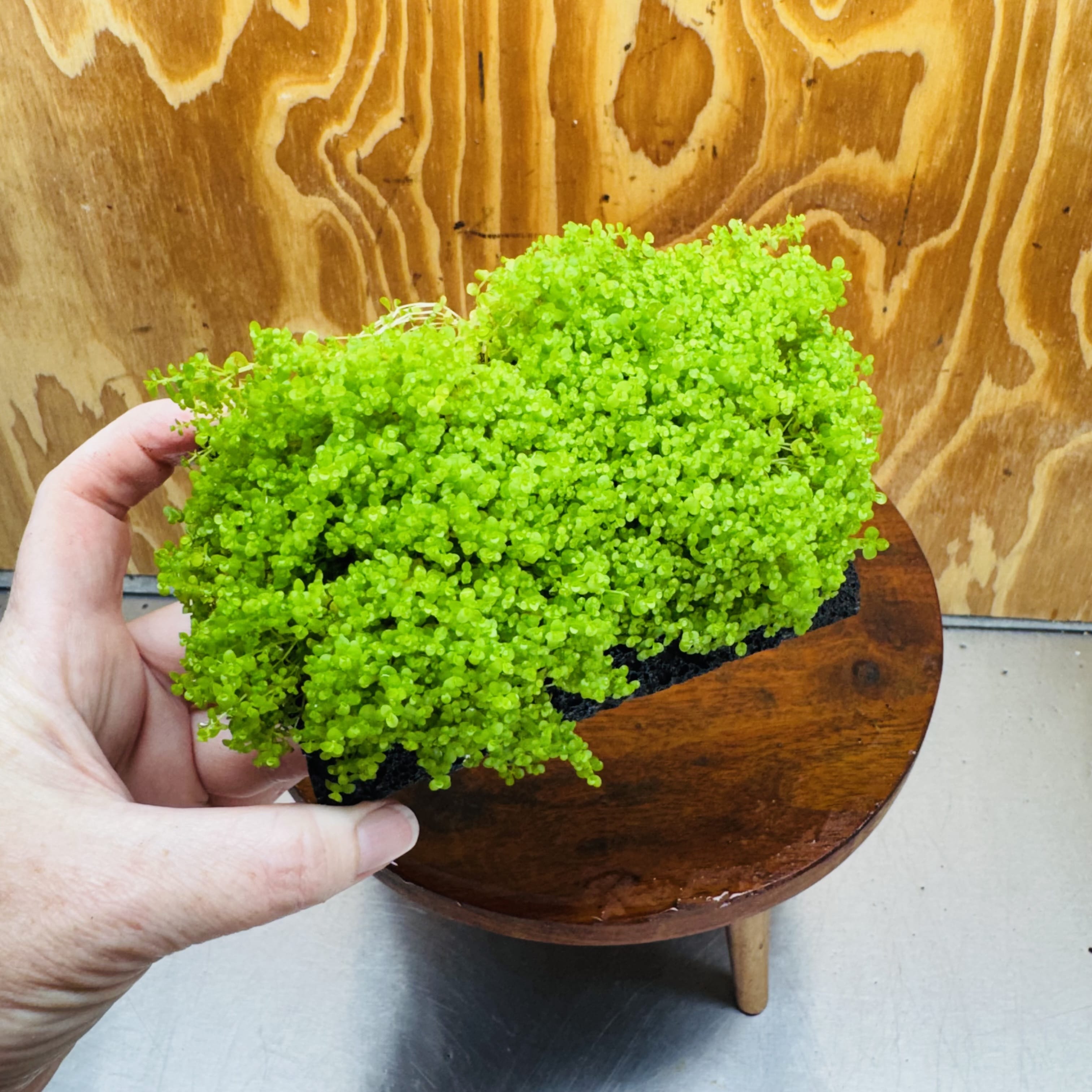Scapeshop.com.au One Only Lava Rock Tile with Micranthemum 'Takashi' One Only Tile C Lava Rock Tile with Micranthemum 'Takashi' One Only Tile C