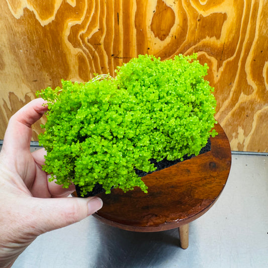 Scapeshop.com.au One Only Lava Rock Tile with Micranthemum 'Takashi' One Only Tile C Lava Rock Tile with Micranthemum 'Takashi' One Only Tile C