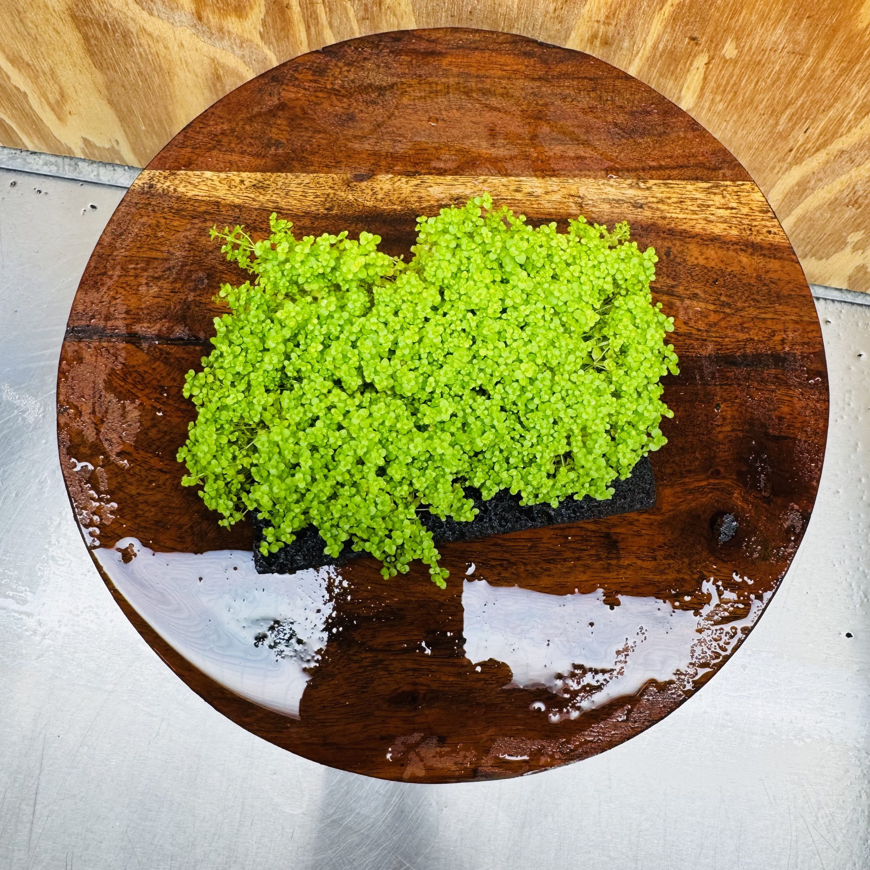 Scapeshop.com.au One Only Lava Rock Tile with Micranthemum 'Takashi' One Only Tile C Lava Rock Tile with Micranthemum 'Takashi' One Only Tile C