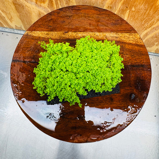 Scapeshop.com.au One Only Lava Rock Tile with Micranthemum 'Takashi' One Only Tile C Lava Rock Tile with Micranthemum 'Takashi' One Only Tile C