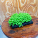 Scapeshop.com.au One Only Lava Rock Tile with Micranthemum 'Takashi' One Only Tile C Lava Rock Tile with Micranthemum 'Takashi' One Only Tile C