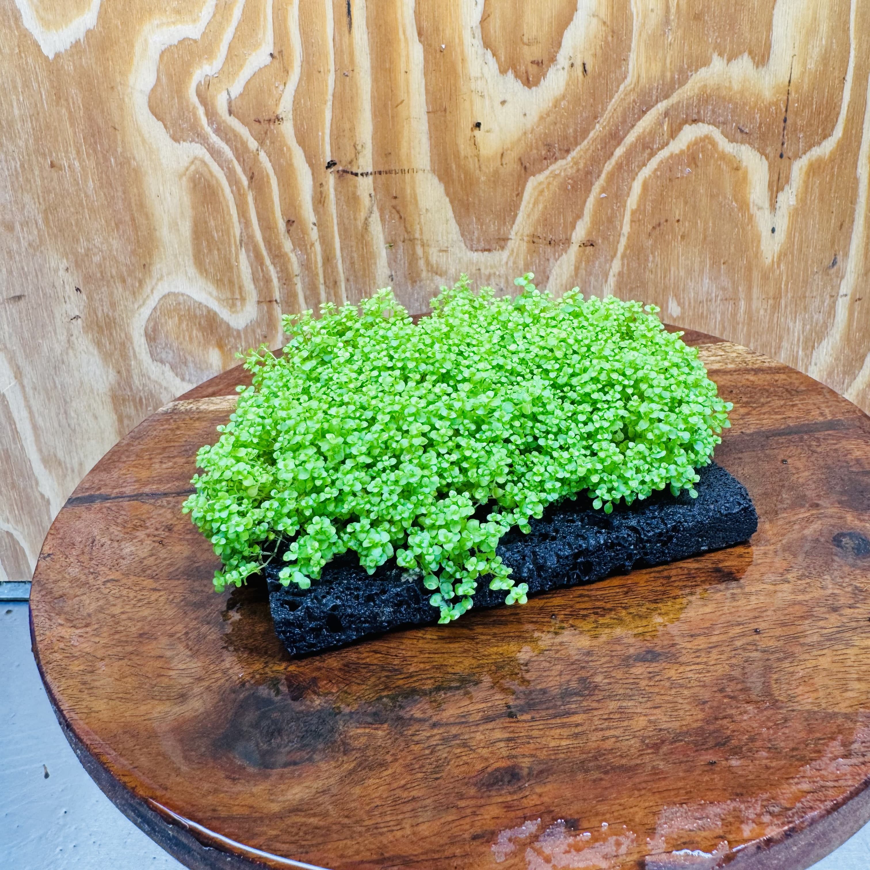 Scapeshop.com.au One Only Lava Rock Tile with Micranthemum 'Takashi' One Only Tile C Lava Rock Tile with Micranthemum 'Takashi' One Only Tile C