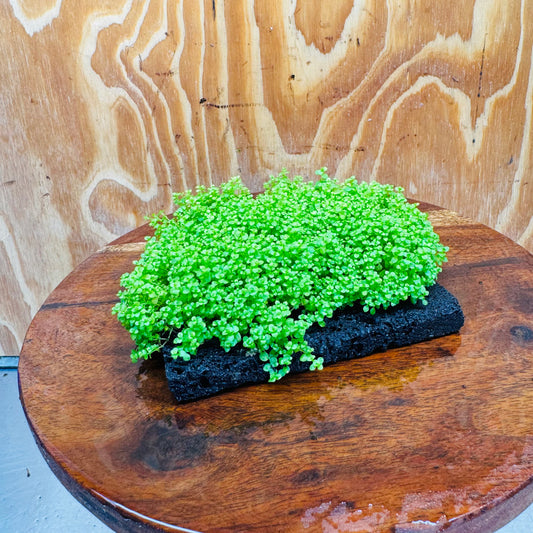 Scapeshop.com.au One Only Lava Rock Tile with Micranthemum 'Takashi' One Only Tile C Lava Rock Tile with Micranthemum 'Takashi' One Only Tile C