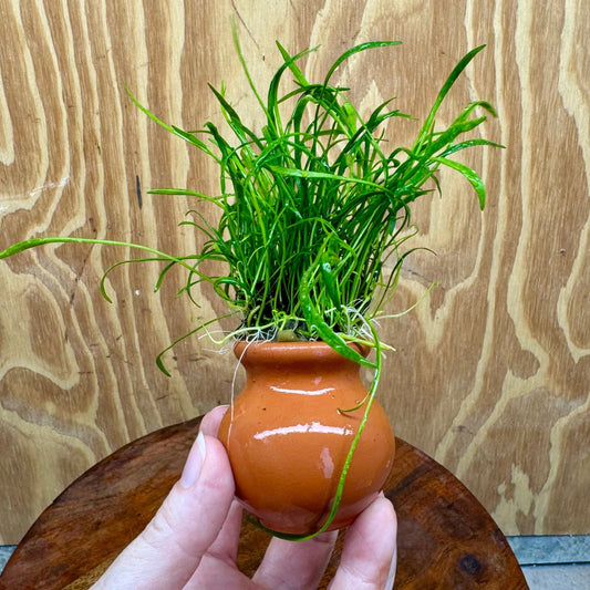 Pisces Enterprises One Only Lilaeopsis Terracotta Vase Urn - One Only Lilaeopsis Terracotta Vase Urn - One Only