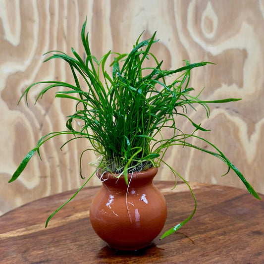Pisces Enterprises One Only Lilaeopsis Terracotta Vase Urn - One Only Lilaeopsis Terracotta Vase Urn - One Only