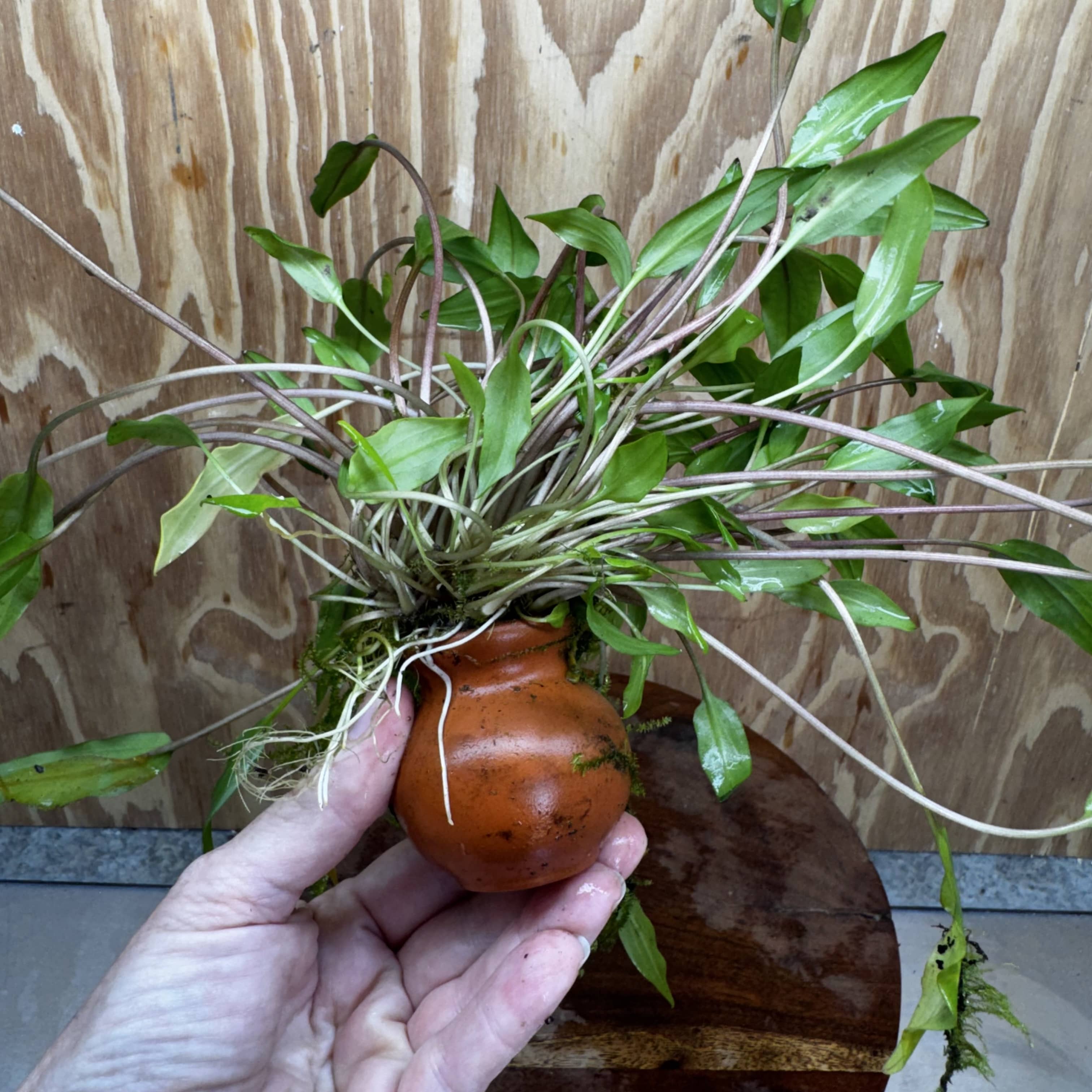 Pisces Enterprises One Only Lutea Cryptocoryne and Zipper Moss Terracotta Vase - One Only Shop for Double Micranthemum Terracotta Vase Urn - One Only - Scapeshop Australia
