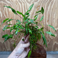Pisces Enterprises One Only Lutea Cryptocoryne and Zipper Moss Terracotta Vase - One Only Shop for Double Micranthemum Terracotta Vase Urn - One Only - Scapeshop Australia