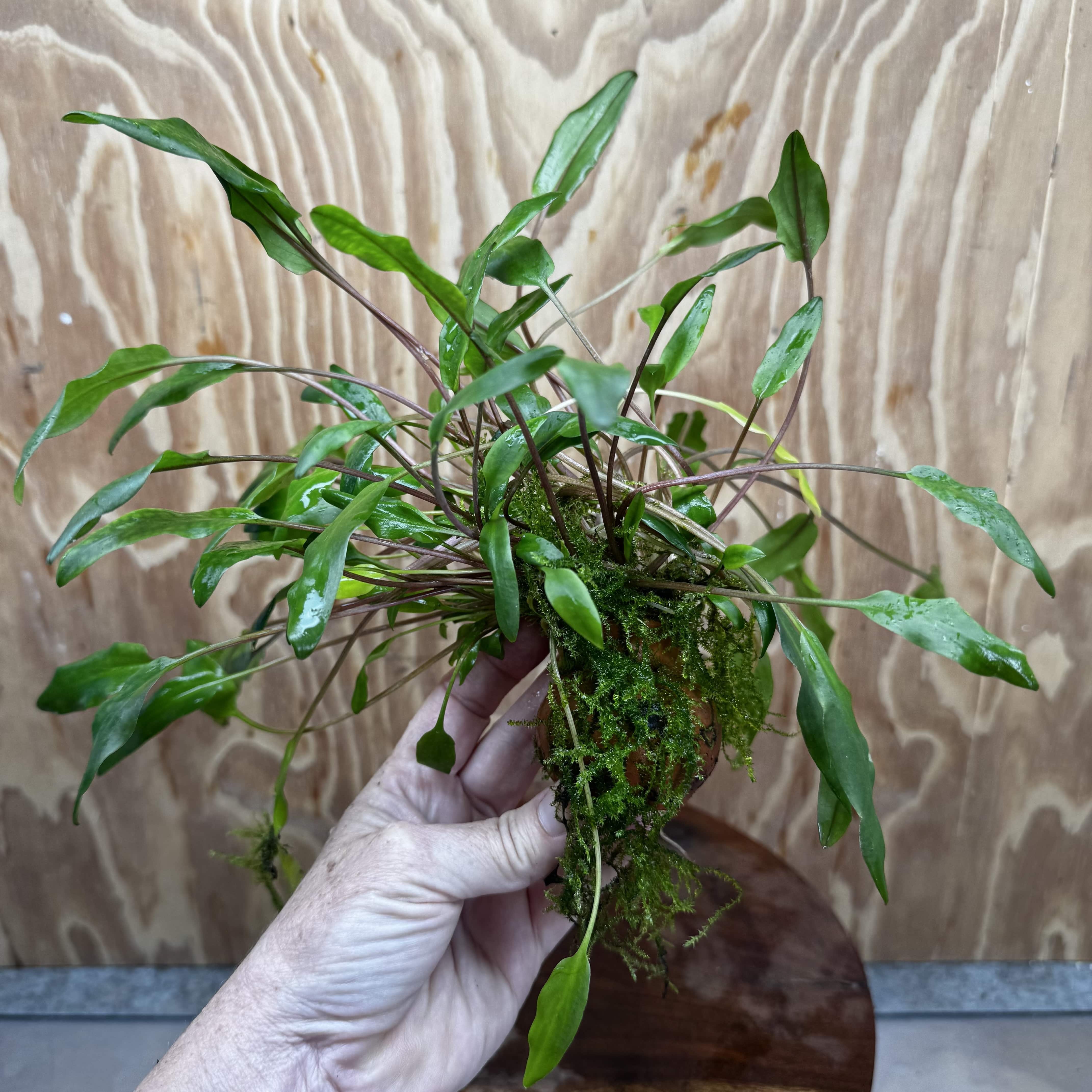 Pisces Enterprises One Only Lutea Cryptocoryne and Zipper Moss Terracotta Vase - One Only Shop for Double Micranthemum Terracotta Vase Urn - One Only - Scapeshop Australia