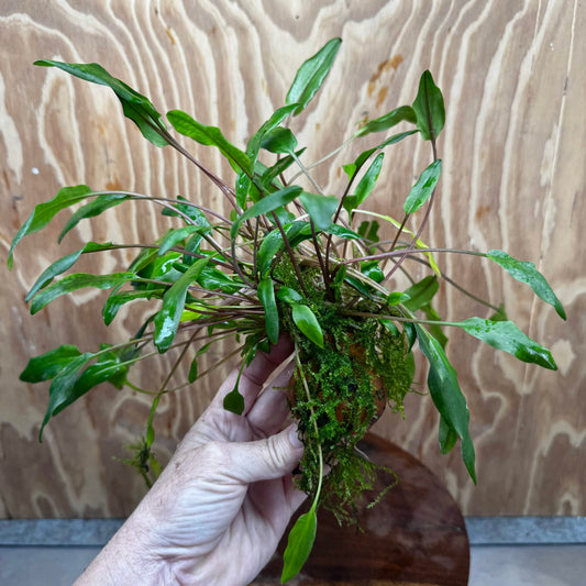 Pisces Enterprises One Only Lutea Cryptocoryne and Zipper Moss Terracotta Vase - One Only Shop for Double Micranthemum Terracotta Vase Urn - One Only - Scapeshop Australia