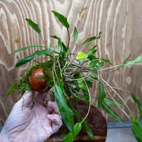 Pisces Enterprises One Only Lutea Cryptocoryne and Zipper Moss Terracotta Vase - One Only Shop for Double Micranthemum Terracotta Vase Urn - One Only - Scapeshop Australia