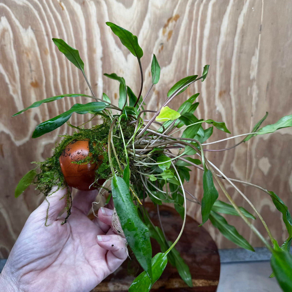 Pisces Enterprises One Only Lutea Cryptocoryne and Zipper Moss Terracotta Vase - One Only Shop for Double Micranthemum Terracotta Vase Urn - One Only - Scapeshop Australia