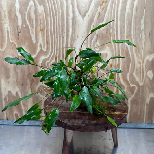 Pisces Enterprises One Only Lutea Cryptocoryne and Zipper Moss Terracotta Vase - One Only Shop for Double Micranthemum Terracotta Vase Urn - One Only - Scapeshop Australia