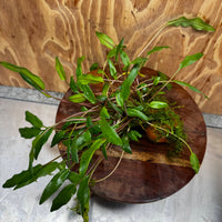 Pisces Enterprises One Only Lutea Cryptocoryne and Zipper Moss Terracotta Vase - One Only Shop for Double Micranthemum Terracotta Vase Urn - One Only - Scapeshop Australia