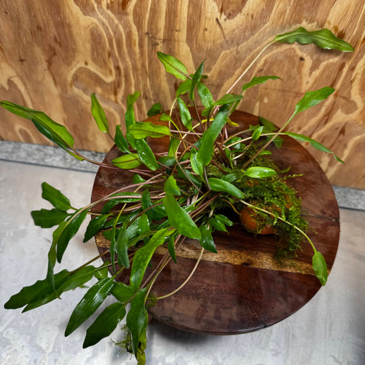 Pisces Enterprises One Only Lutea Cryptocoryne and Zipper Moss Terracotta Vase - One Only Shop for Double Micranthemum Terracotta Vase Urn - One Only - Scapeshop Australia