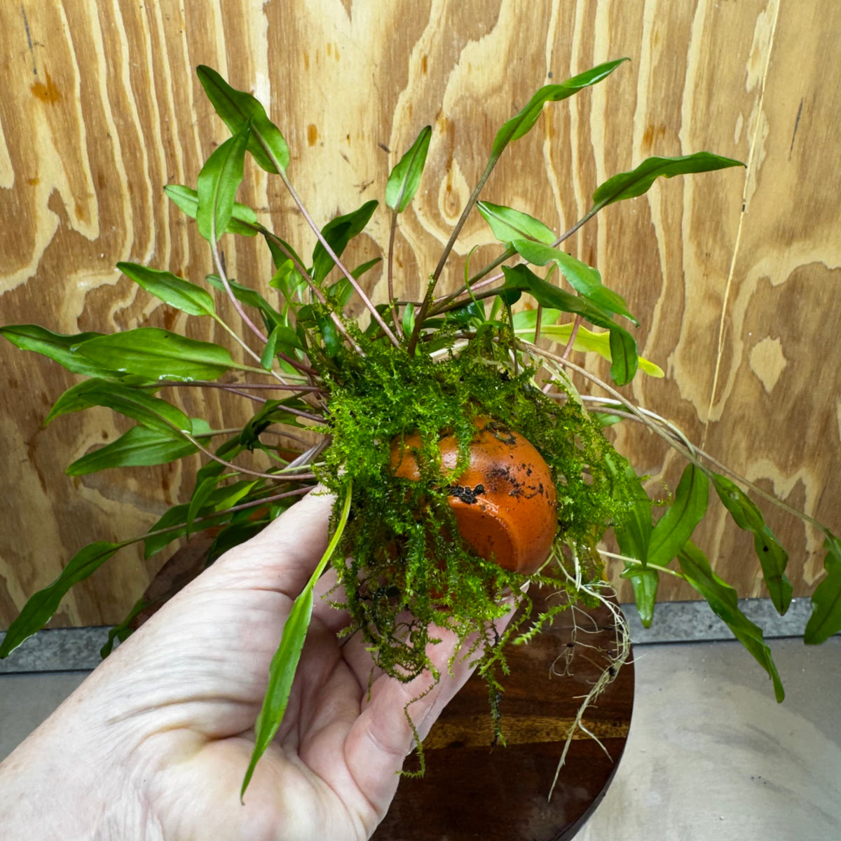 Pisces Enterprises One Only Lutea Cryptocoryne and Zipper Moss Terracotta Vase - One Only Shop for Double Micranthemum Terracotta Vase Urn - One Only - Scapeshop Australia