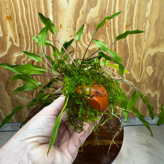 Pisces Enterprises One Only Lutea Cryptocoryne and Zipper Moss Terracotta Vase - One Only Shop for Double Micranthemum Terracotta Vase Urn - One Only - Scapeshop Australia