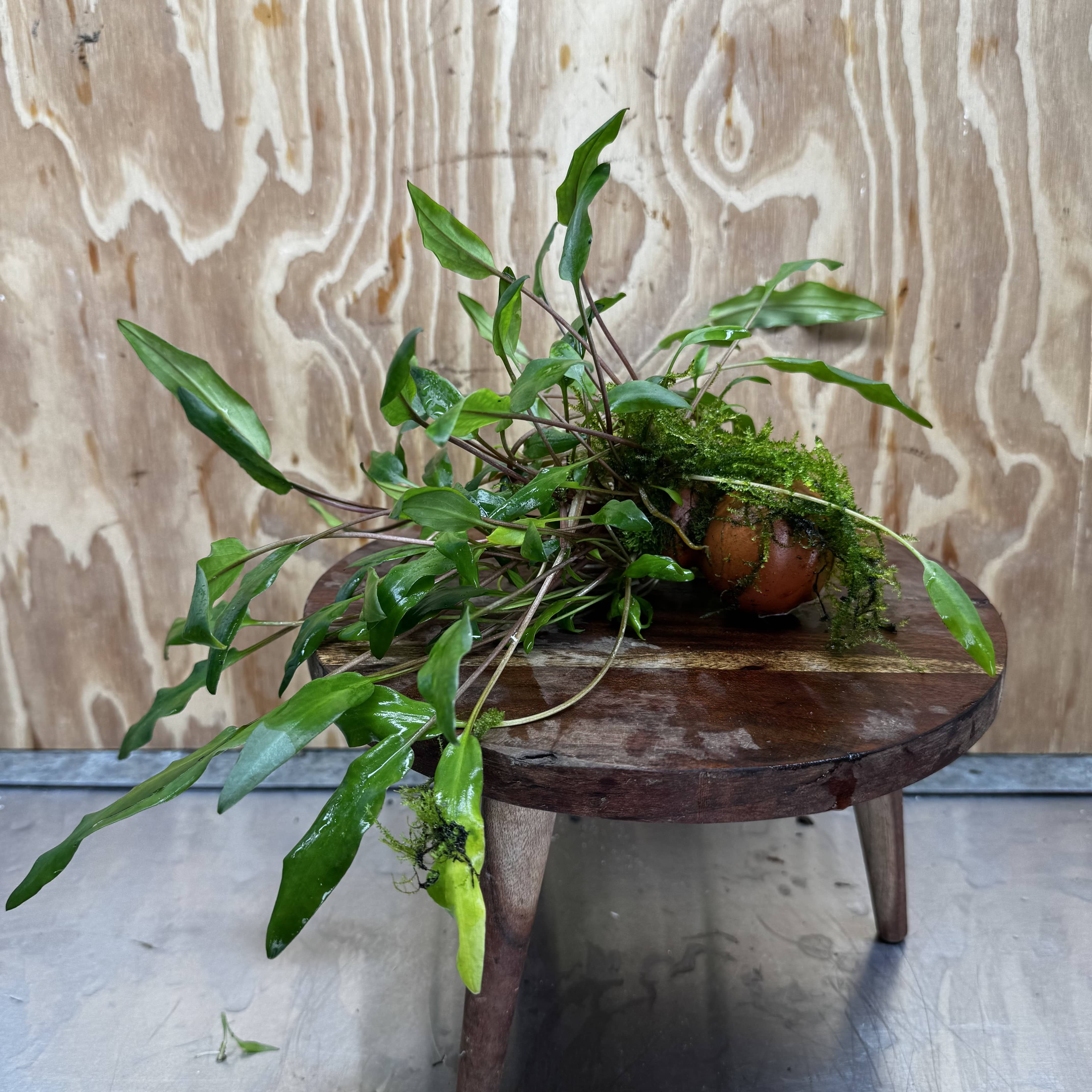 Pisces Enterprises One Only Lutea Cryptocoryne and Zipper Moss Terracotta Vase - One Only Shop for Double Micranthemum Terracotta Vase Urn - One Only - Scapeshop Australia