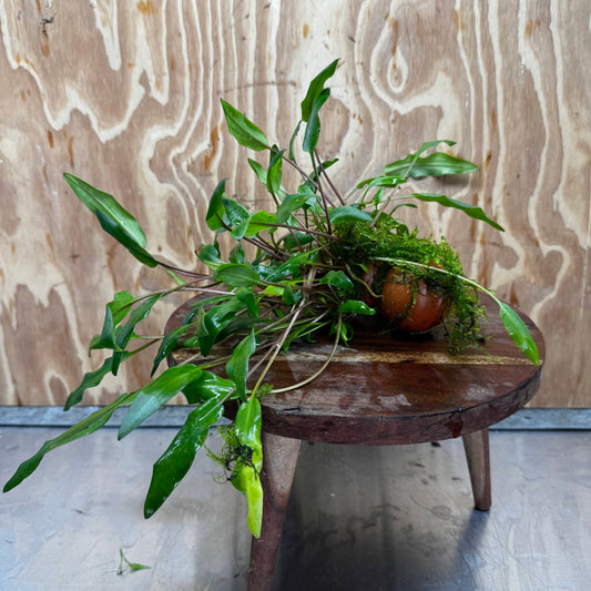 Pisces Enterprises One Only Lutea Cryptocoryne and Zipper Moss Terracotta Vase - One Only Shop for Double Micranthemum Terracotta Vase Urn - One Only - Scapeshop Australia