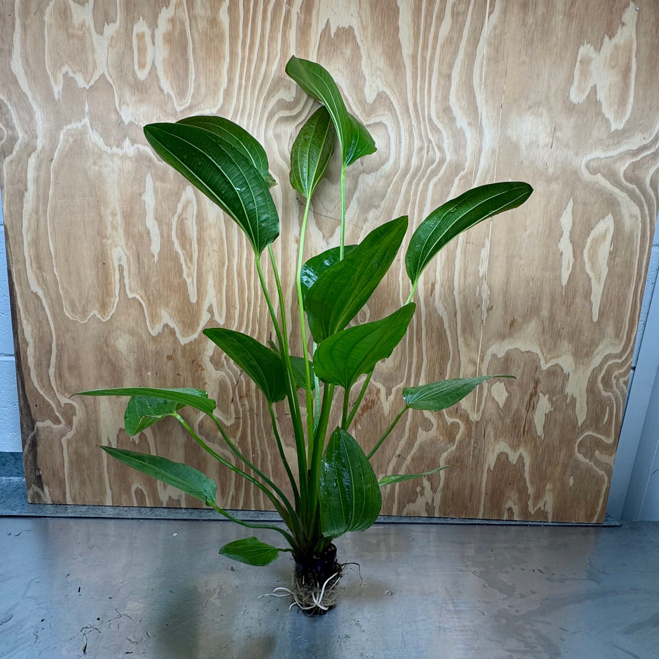 Pisces Enterprises One Only Mega Felix Sword - Extra-large Echinodorus Plant - 5cm Pot - One Only - Bold Mega Felix Sword - Extra-large Echinodorus Plant - 5cm Pot - One Only - Bold