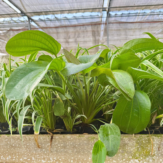 Pisces Enterprises One Only Mega Felix Sword - Extra-large Echinodorus Plant - One Only - Bold Mega Felix Sword - Extra-large Echinodorus Plant - One Only - Bold
