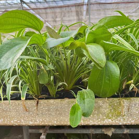 Pisces Enterprises One Only Mega Felix Sword - Extra-large Echinodorus Plant - One Only - Bold Mega Felix Sword - Extra-large Echinodorus Plant - One Only - Bold