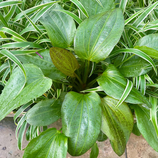 Pisces Enterprises One Only Mega Felix Sword - Extra-large Echinodorus Plant - One Only - Bold Mega Felix Sword - Extra-large Echinodorus Plant - One Only - Bold