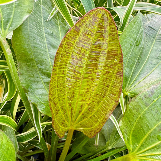 Pisces Enterprises One Only Mega Felix Sword - Extra-large Echinodorus Plant - One Only - Bold Mega Felix Sword - Extra-large Echinodorus Plant - One Only - Bold