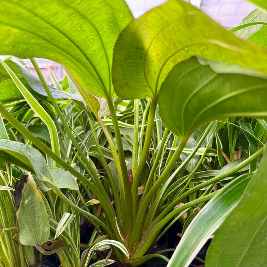 Pisces Enterprises One Only Mega Felix Sword - Extra-large Echinodorus Plant - One Only - Bold Mega Felix Sword - Extra-large Echinodorus Plant - One Only - Bold