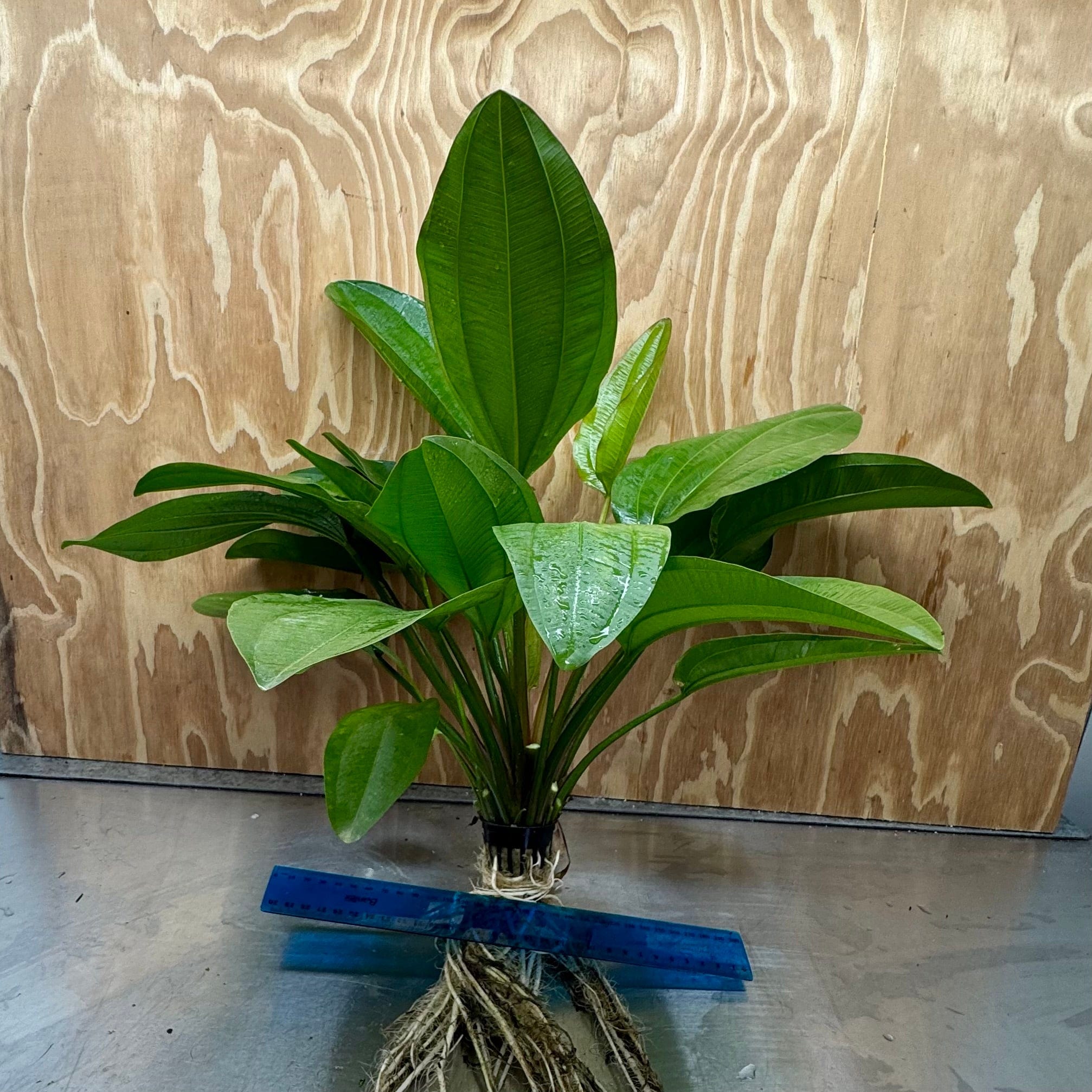 Pisces Enterprises One Only Mega Fire Feather Sword - Extra-large Echinodorus Plant - 5cm Pot - One Only - B Mega Fire Feather Sword - Extra-large Echinodorus Plant - 5cm Pot - One Only - B