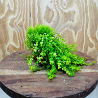 Pisces Enterprises One Only Micranthemum 'Takashi carpet' and 'Monte carlo' Terracotta Vase Urn - One Only Shop for Double Micranthemum Terracotta Vase Urn - One Only - Scapeshop Australia