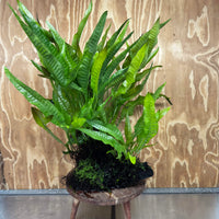 Scapeshop.com.au One Only Microsorum Driftwood Creation - Extra-Large (Java Fern) & Flame Moss - One Only - Excellent Microsorum Driftwood Creation - Extra-Large (Java Fern) & Flame Moss