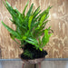 Scapeshop.com.au One Only Microsorum Driftwood Creation - Extra-Large (Java Fern) & Flame Moss - One Only - Excellent Microsorum Driftwood Creation - Extra-Large (Java Fern) & Flame Moss