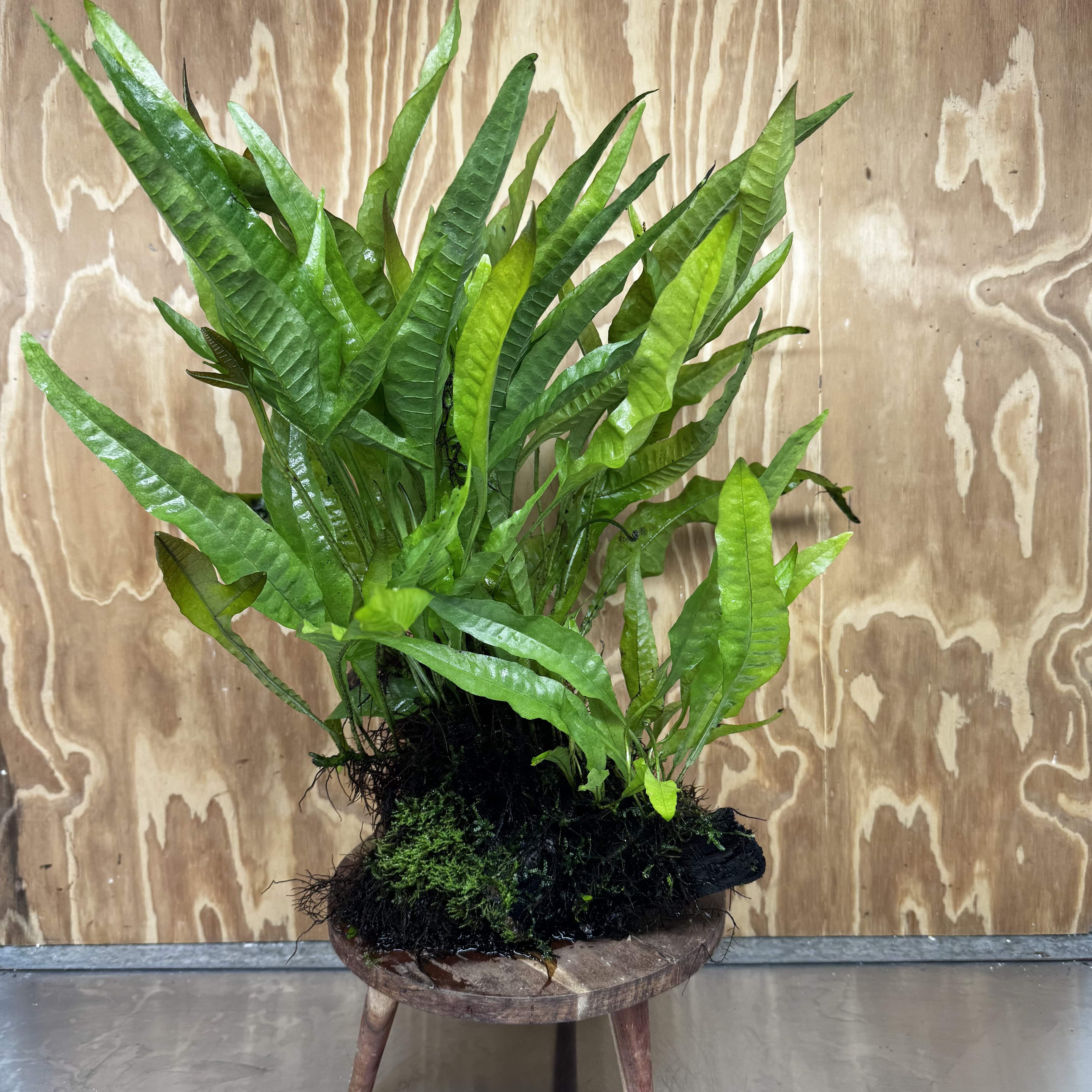Scapeshop.com.au One Only Microsorum Driftwood Creation - Extra-Large (Java Fern) & Flame Moss - One Only - Excellent Microsorum Driftwood Creation - Extra-Large (Java Fern) & Flame Moss