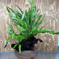 Scapeshop.com.au One Only Microsorum Driftwood Creation - Extra-Large (Java Fern) & Flame Moss - One Only - Excellent Microsorum Driftwood Creation - Extra-Large (Java Fern) & Flame Moss