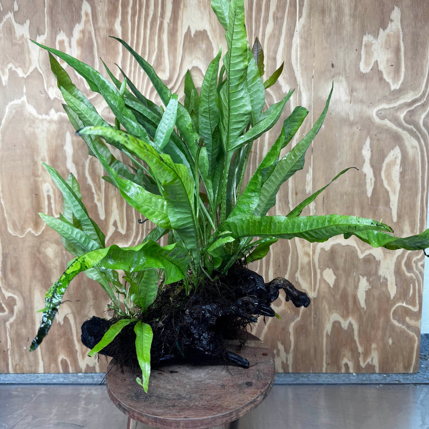 Scapeshop.com.au One Only Microsorum Driftwood Creation - Extra-Large (Java Fern) & Flame Moss - One Only - Excellent Microsorum Driftwood Creation - Extra-Large (Java Fern) & Flame Moss